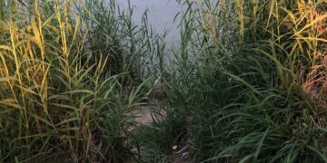 Soldados estadounidenses y patrulla fronteriza rescatan a dos en el río Bravo