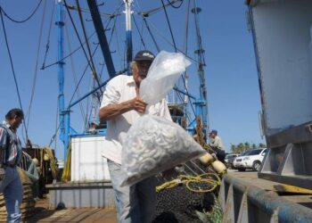 EU suspende certificación de camarón mexicano por malas prácticas de captura