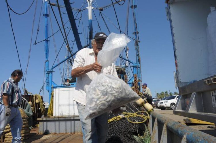 EU suspende certificación de camarón mexicano por malas prácticas de captura