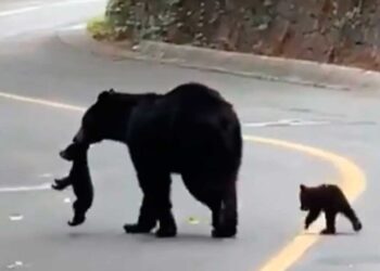 Captan a mamá osa y a sus oseznos en San Pedro Garza García, Nuevo León