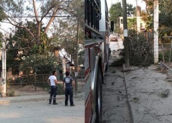 Realiza Protección Civil  Madero poda de árboles para evitar riesgos