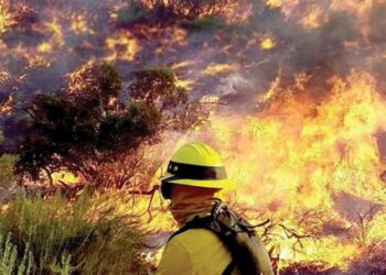Se enfrentan peores incendios en 4 años; México vive crisis forestal