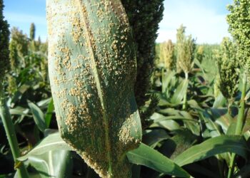 Graves infestaciones de pulgón amarillo en sorgo de Valle Hermoso, Tamaulipas