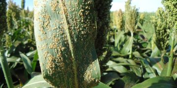 Graves infestaciones de pulgón amarillo en sorgo de Valle Hermoso, Tamaulipas