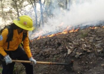 Consumen incendios forestales más de 9 mil hectáreas