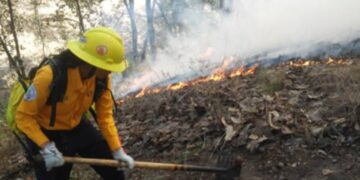 Consumen incendios forestales más de 9 mil hectáreas
