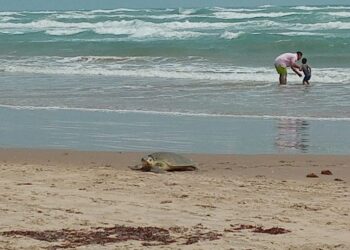 Arriban 50 ejemplares de tortuga Lora a desovar en playa Miramar de Madero