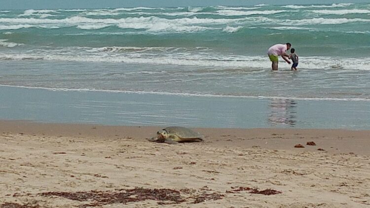 Arriban 50 ejemplares de tortuga Lora a desovar en playa Miramar de Madero