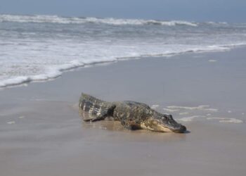 Encuentran a lagarto en playa de Texas