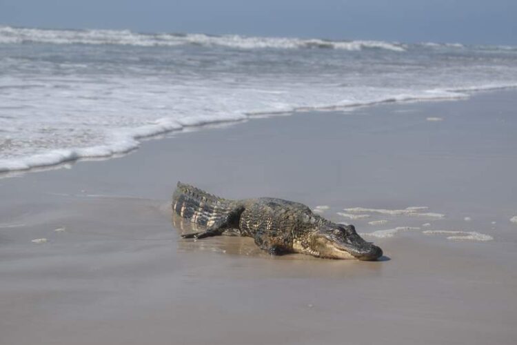 Encuentran a lagarto en playa de Texas