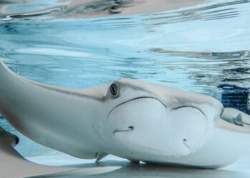 Investigan muerte de 12 rayas en zoológico de Tampa