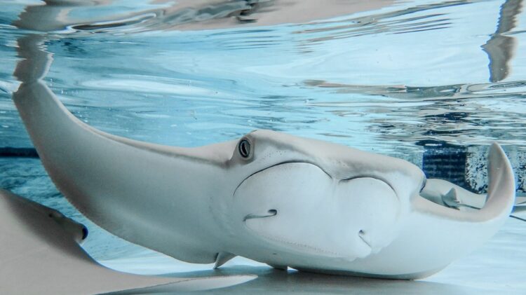 Investigan muerte de 12 rayas en zoológico de Tampa