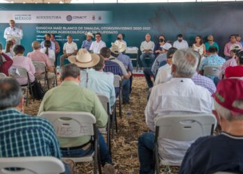 Cosecha Sinaloa maíz blanco con transición agroecológica y sin glifosato