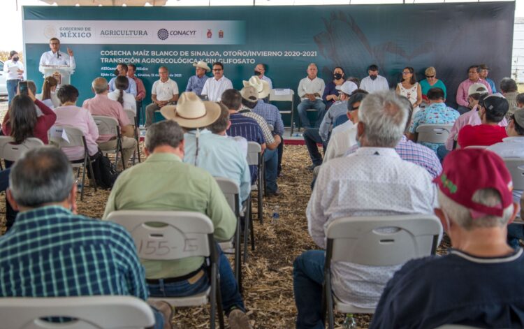 Cosecha Sinaloa maíz blanco con transición agroecológica y sin glifosato