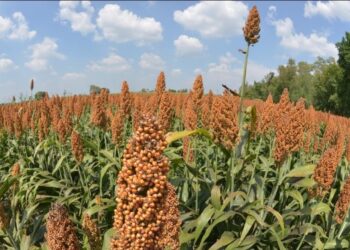 AGROASEMEX llega a 31 años de proteger agricultura y ganadería en México