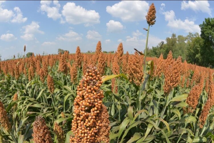 AGROASEMEX llega a 31 años de proteger agricultura y ganadería en México