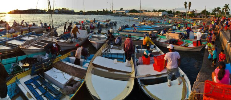 Beneficiará Conapesca a 300 mil pescadores con permiso comercial electrónico