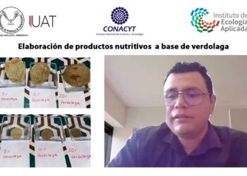 Plantean elaborar productos nutritivos a base de verdolaga