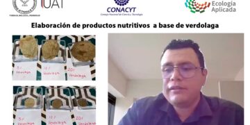 Plantean elaborar productos nutritivos a base de verdolaga