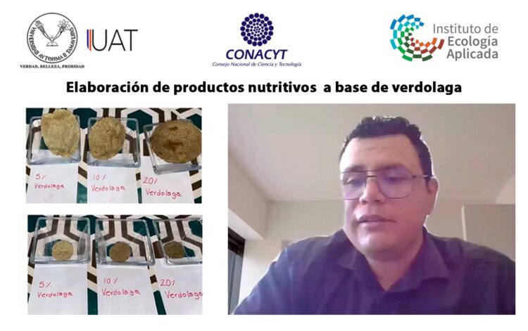Plantean elaborar productos nutritivos a base de verdolaga