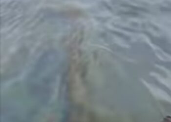 Lluvias provocan escurrimiento de aceite en río Pánuco, en sur de Tamaulipas