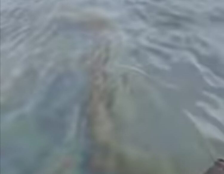 Lluvias provocan escurrimiento de aceite en río Pánuco, en sur de Tamaulipas