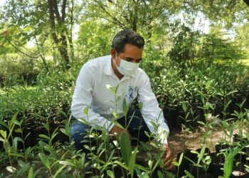 Reforestarán zona costera  de Tamaulipas con mangle negro