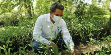 Reforestarán zona costera  de Tamaulipas con mangle negro