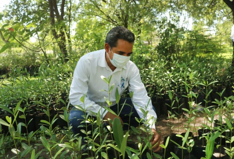 Reforestarán zona costera  de Tamaulipas con mangle negro