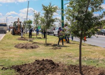 Arranca Sanmiguel reforestación de NLD en Calzada de los Héroes