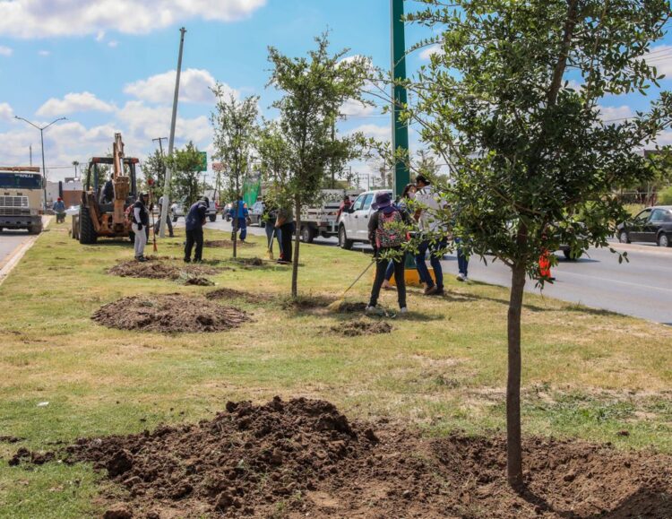 Arranca Sanmiguel reforestación de NLD en Calzada de los Héroes