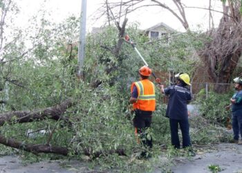 Reportes de árboles caídos se atenderán en 24 horas en Nuevo Laredo