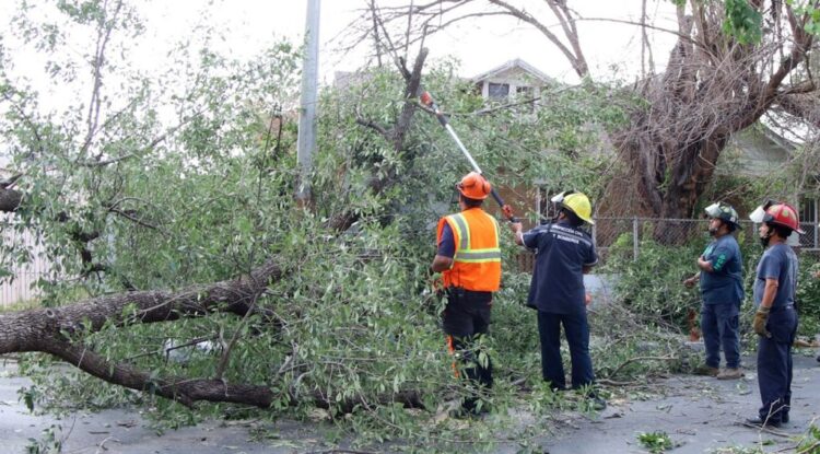 Reportes de árboles caídos se atenderán en 24 horas en Nuevo Laredo