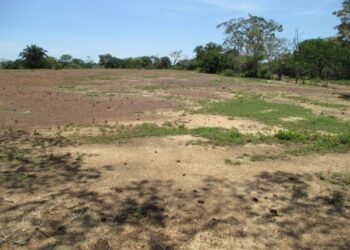 Necesario abatir desertificación del 62% del territorio mexicano