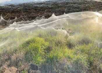 Kilómetros de telaraña cubren región australiana