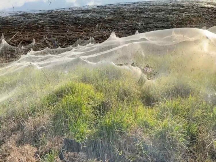 Kilómetros de telaraña cubren región australiana