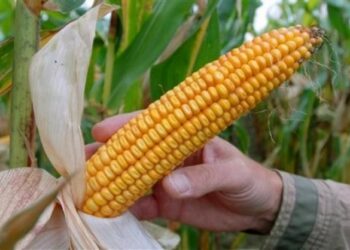 Se desploma precio internacional del maíz y pega a Tamaulipas