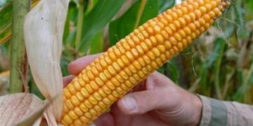 Se desploma precio internacional del maíz y pega a Tamaulipas