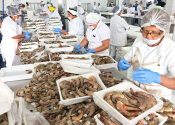 Anuncia Conapesca fin de veda de diversas especies a partir de este mes