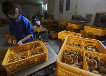 Confirma China primer contagio humano de gripe aviar H10N3