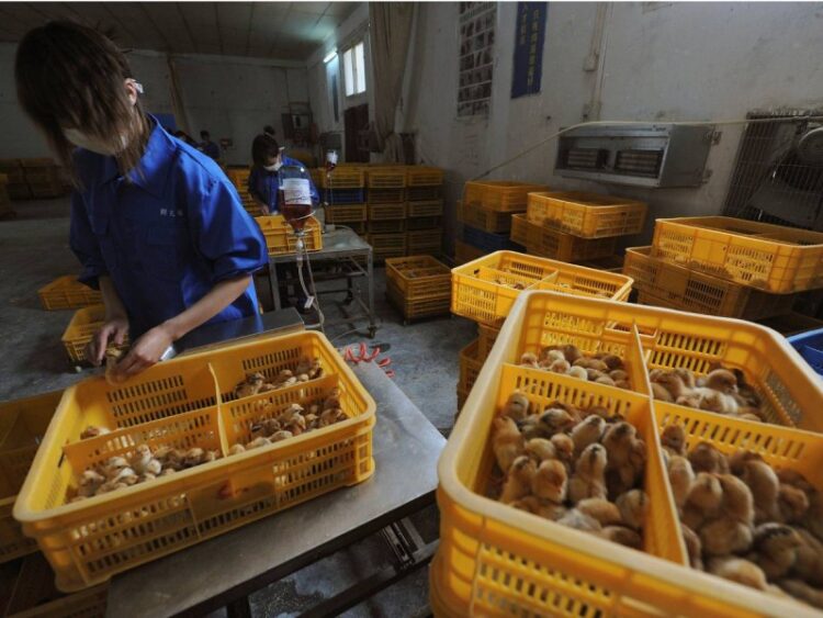 Confirma China primer contagio humano de gripe aviar H10N3