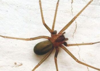 Alerta PCyB por animales  ponzoñosos en hogares