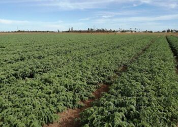 Mejora INIFAP rendimiento y calidad del garbanzo 