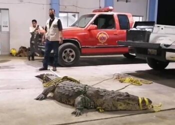 Cocodrilo ataca y mata a indigente en Laguna del Carpintero de Tampico