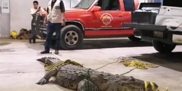 Cocodrilo ataca y mata a indigente en Laguna del Carpintero de Tampico