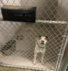 Por maltrato, cierran refugio de mascotas de Laredo, Texas