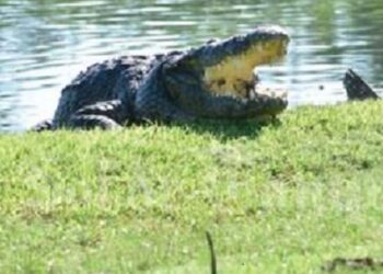 Costará 60 mil pesos mensuales a Madero mantener control de cocodrilos.