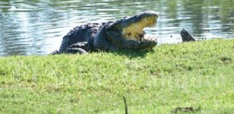 Costará 60 mil pesos mensuales a Madero mantener control de cocodrilos.