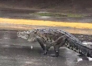 Prevén sanciones para quienes invadan los sitios de cocodrilos
