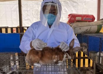 Vacunan 390 mil conejos contra enfermedad hemorrágica viral en México